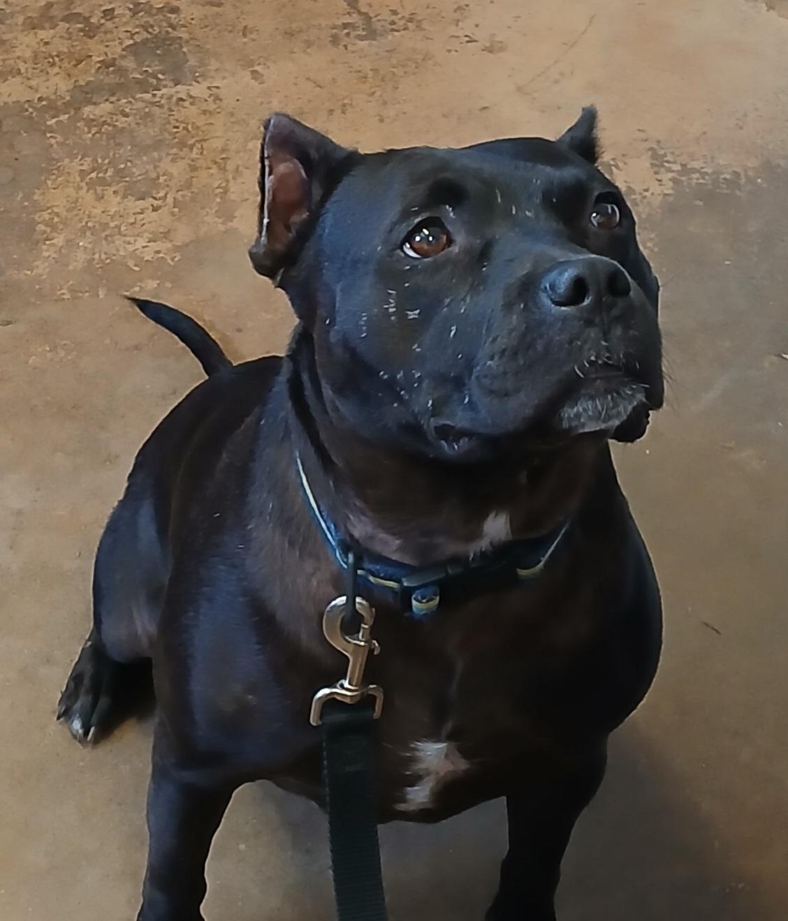 Esther, a Adoptable Pit Bull Terrier in Marshall, NC image 4/6