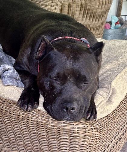 Esther, a Adoptable Pit Bull Terrier in Marshall, NC image 5/6