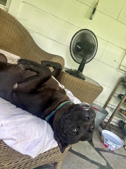 Esther, Adoptable, Adult Female Pit Bull Terrier.