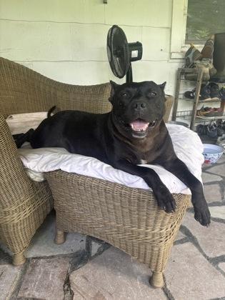 Esther, a Adoptable Pit Bull Terrier in Marshall, NC image 2/6