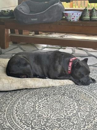 Esther, a Adoptable Pit Bull Terrier in Marshall, NC image 6/6