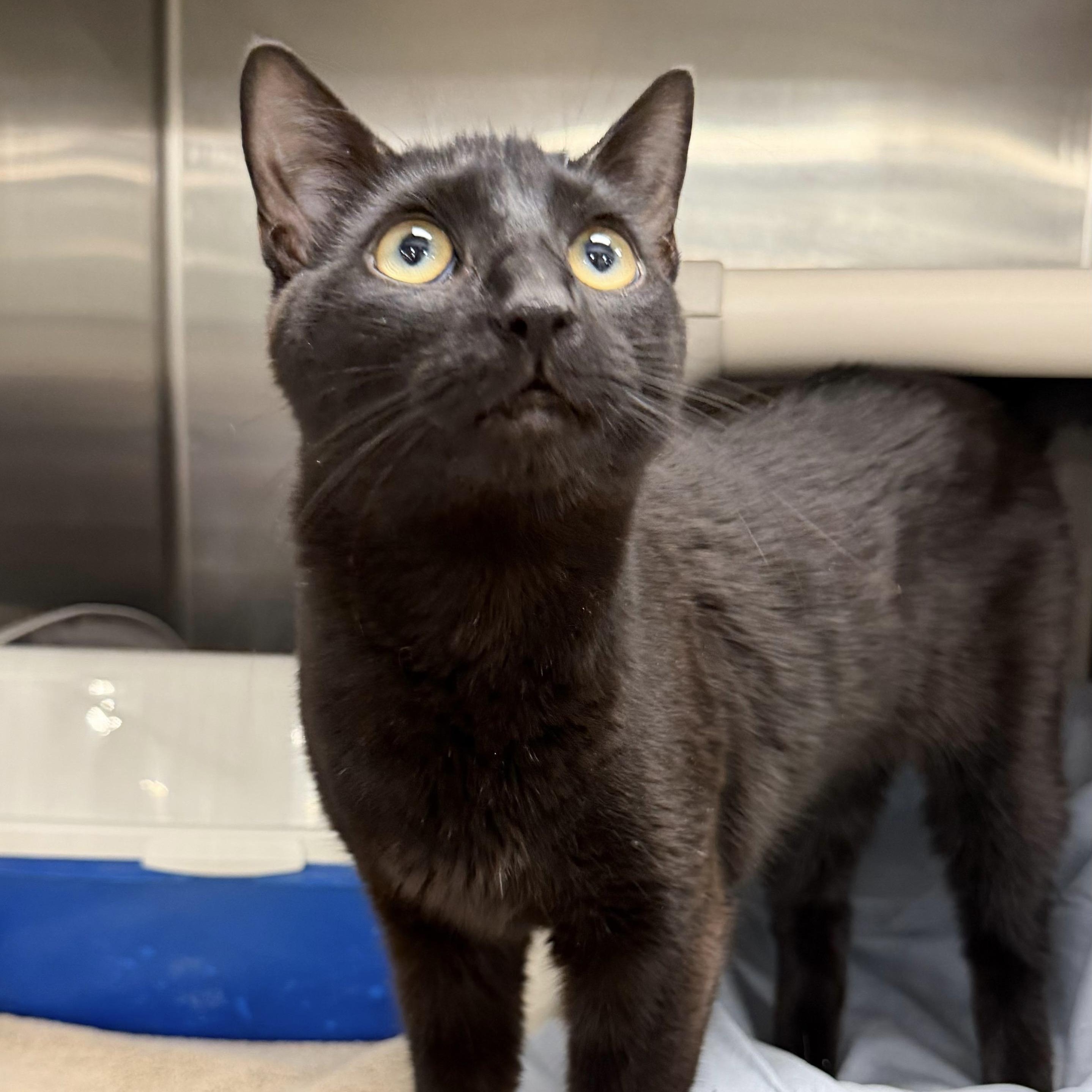 Enlarge Wraith, a ADOPTABLE Domestic Short Hair in Maple Shade, NJ image 3/3