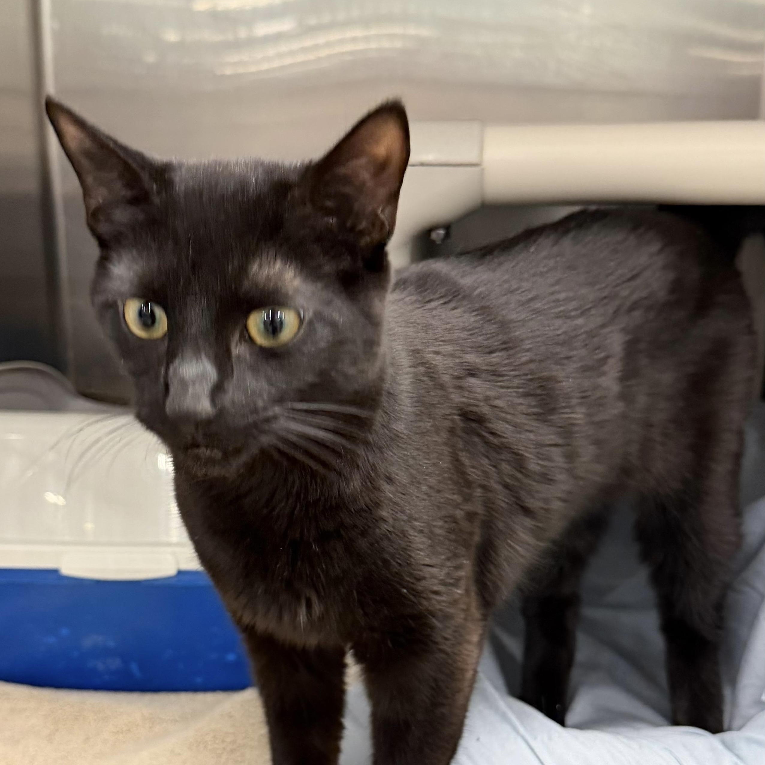 Enlarge Wraith, a ADOPTABLE Domestic Short Hair in Maple Shade, NJ image 2/3