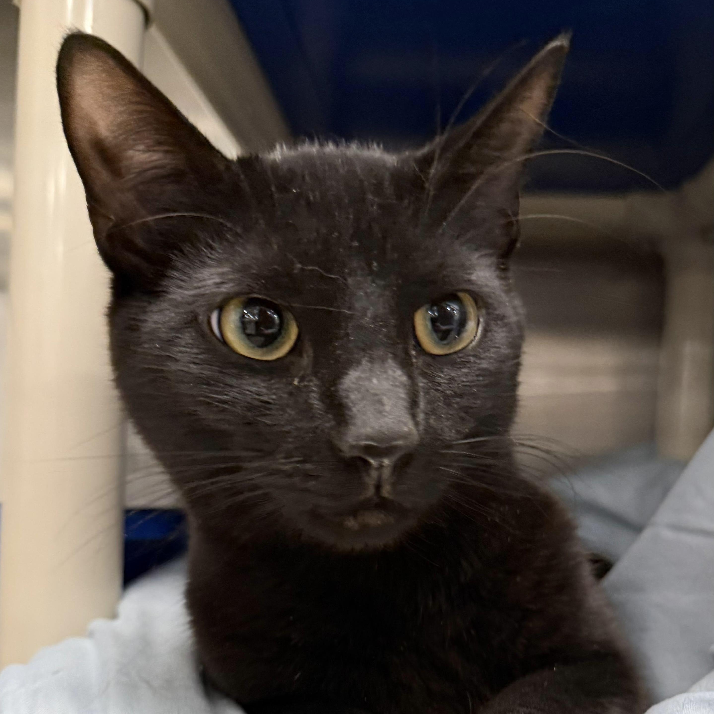 Wraith, ADOPTABLE, Adult Female Domestic Short Hair.