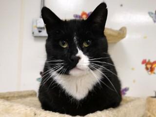 Max, Adoptable, Adult Male Tuxedo & Domestic Short Hair.