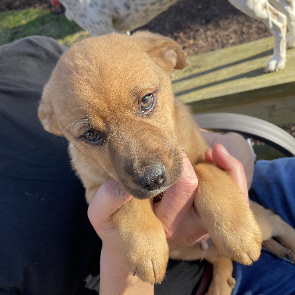 Ilia (puppy), Adoptable, Puppy Male Shepherd & Labrador Retriever.