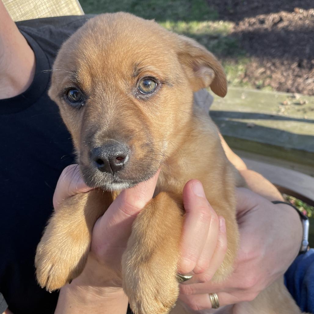 Enlarge Ilia (puppy), a Adoptable mixed breed in Richmond, VA image 3/3