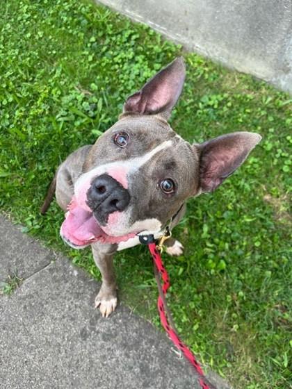 Enlarge Piccolo, a Adoptable Mixed Breed in Miamitown, OH image 3/3