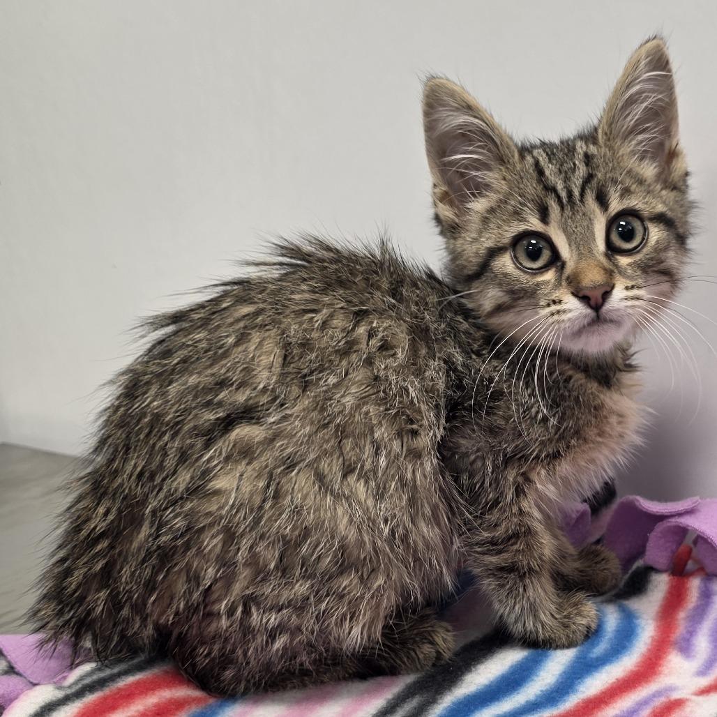 Lucas, Adoptable, Kitten Male Domestic Short Hair.