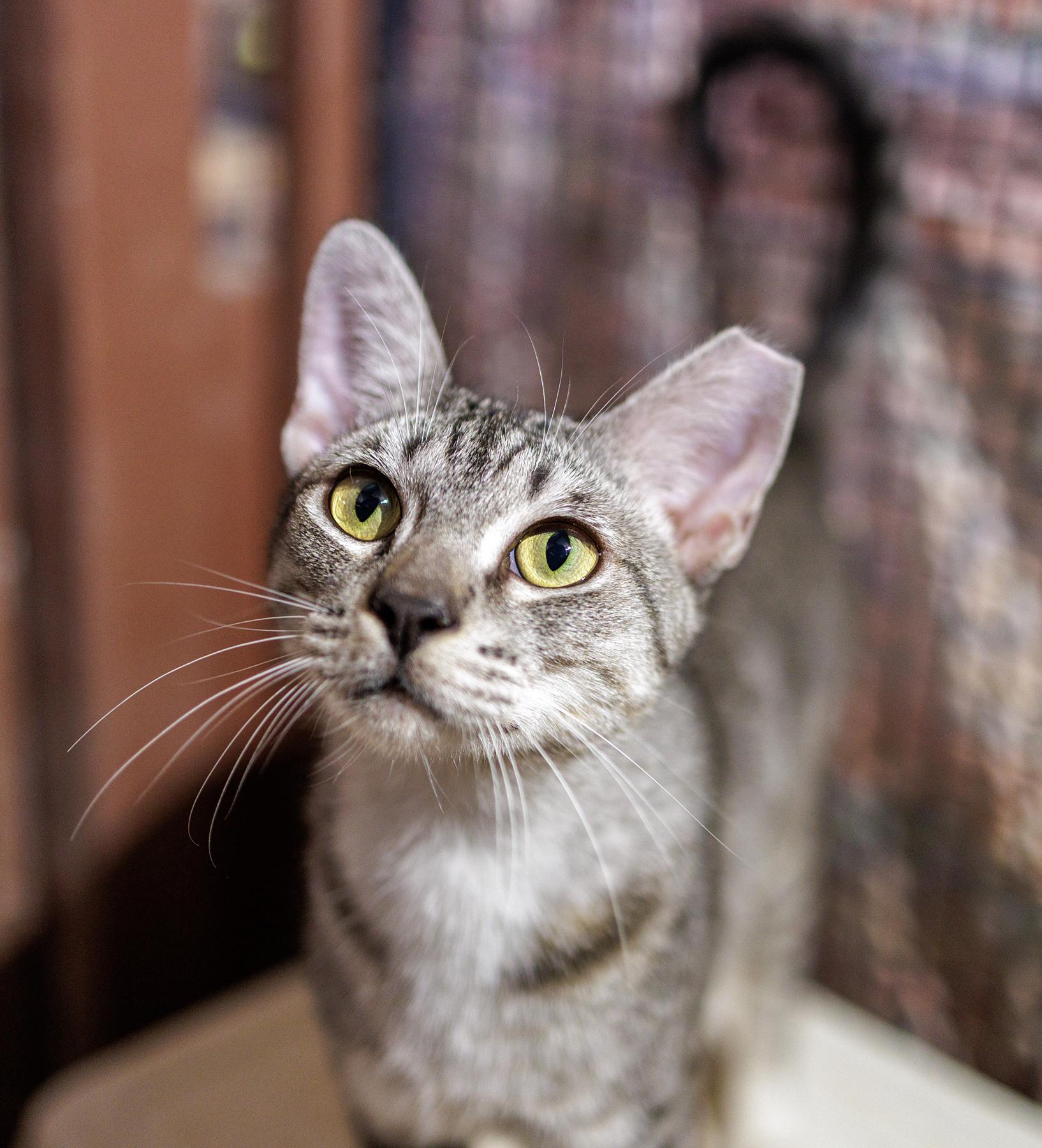 Dulce, ADOPTABLE, Adult Male Domestic Short Hair.