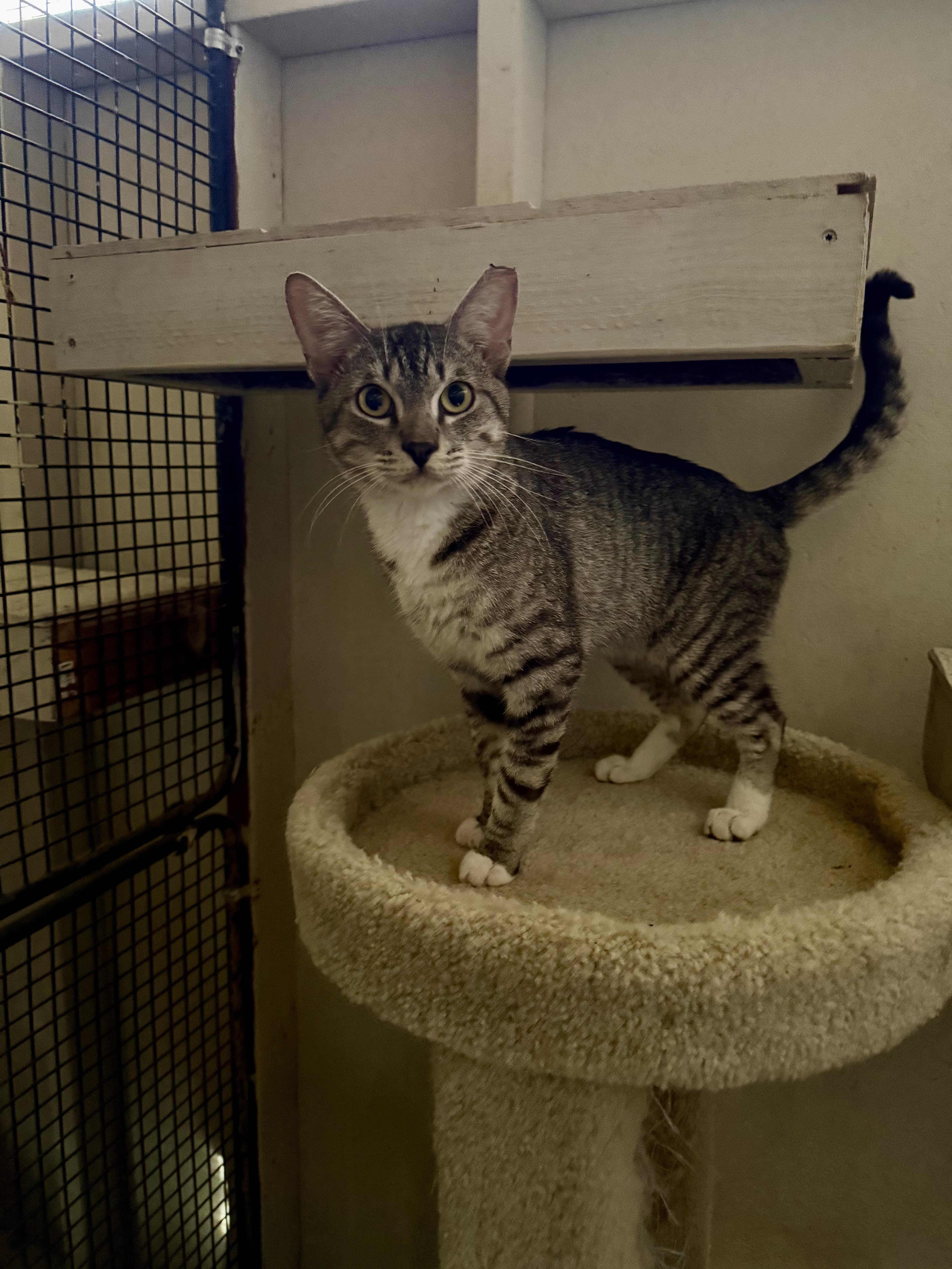 Dulce, ADOPTABLE, Adult Male Domestic Short Hair.