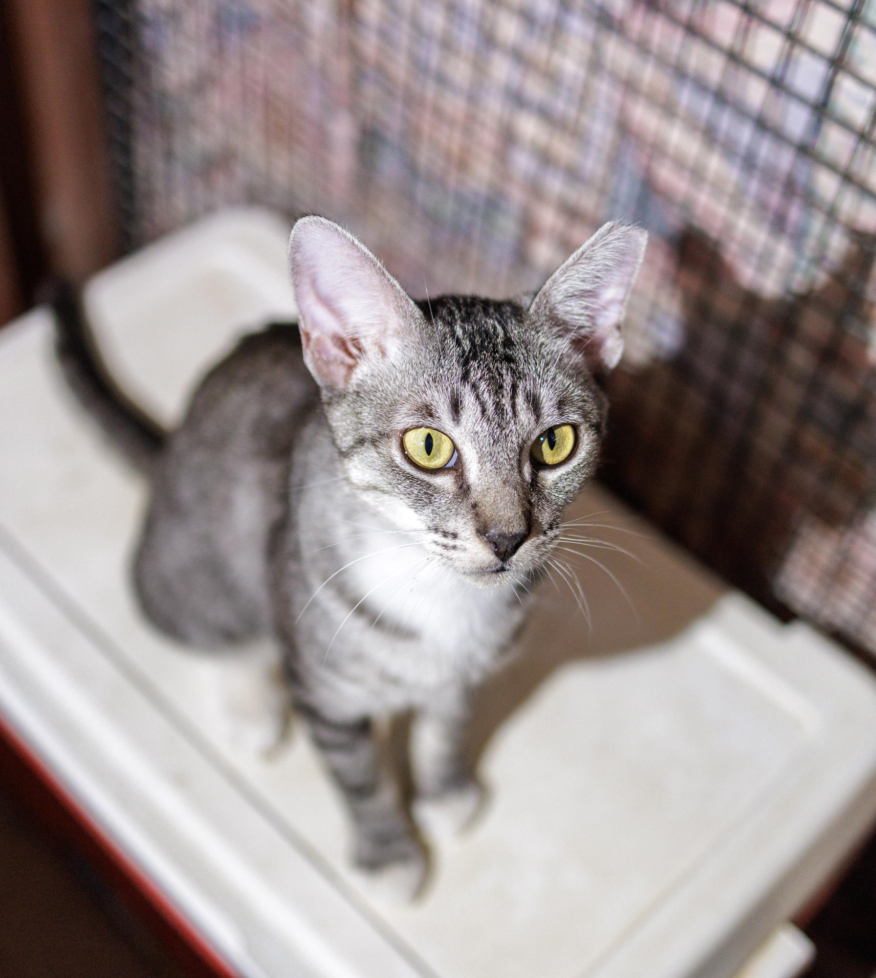 Dulce, a ADOPTABLE Domestic Short Hair in Marana, AZ image 2/2