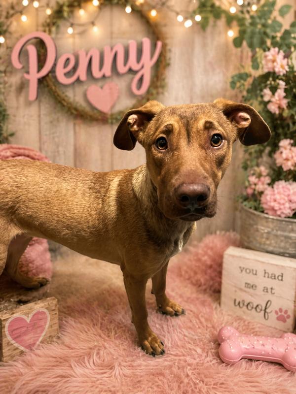 Enlarge Penny, a ADOPTABLE mixed breed in Byron, IL image 1/4