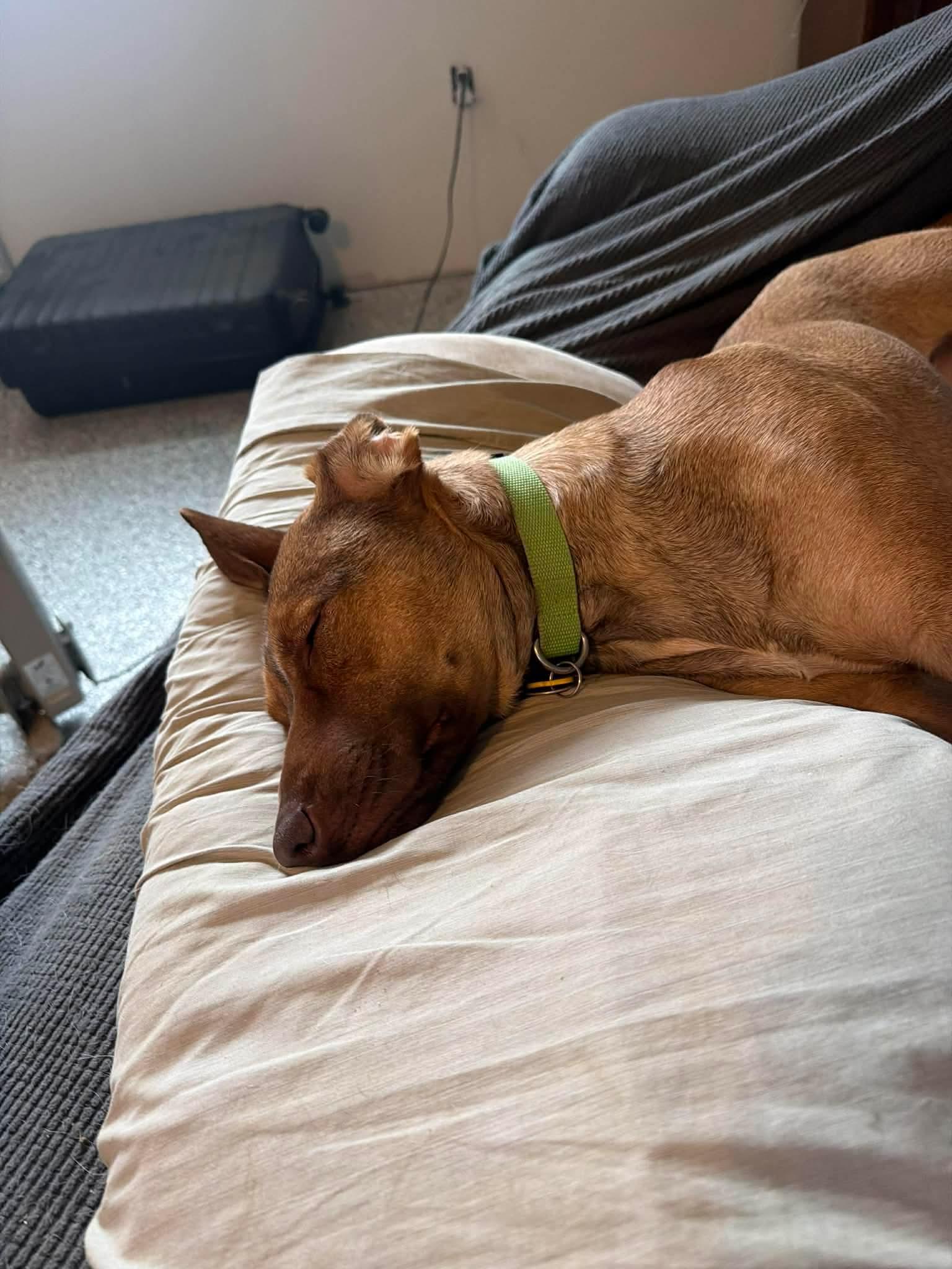 Enlarge Penny, a ADOPTABLE mixed breed in Byron, IL image 4/4