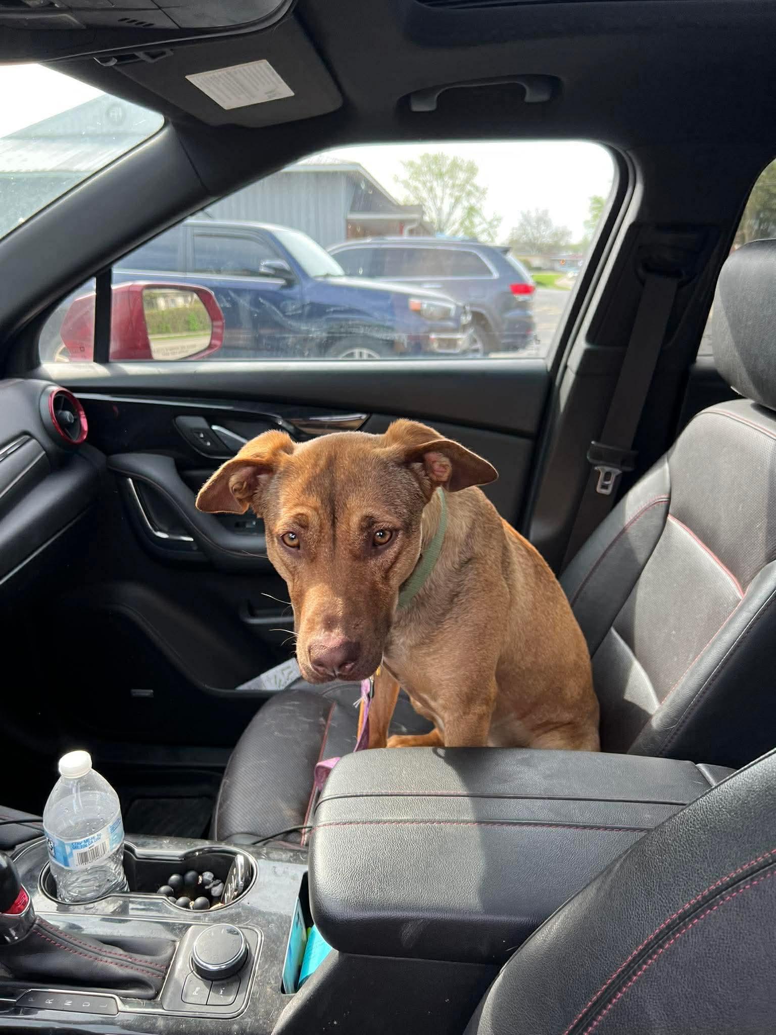Enlarge Penny, a ADOPTABLE mixed breed in Byron, IL image 3/4