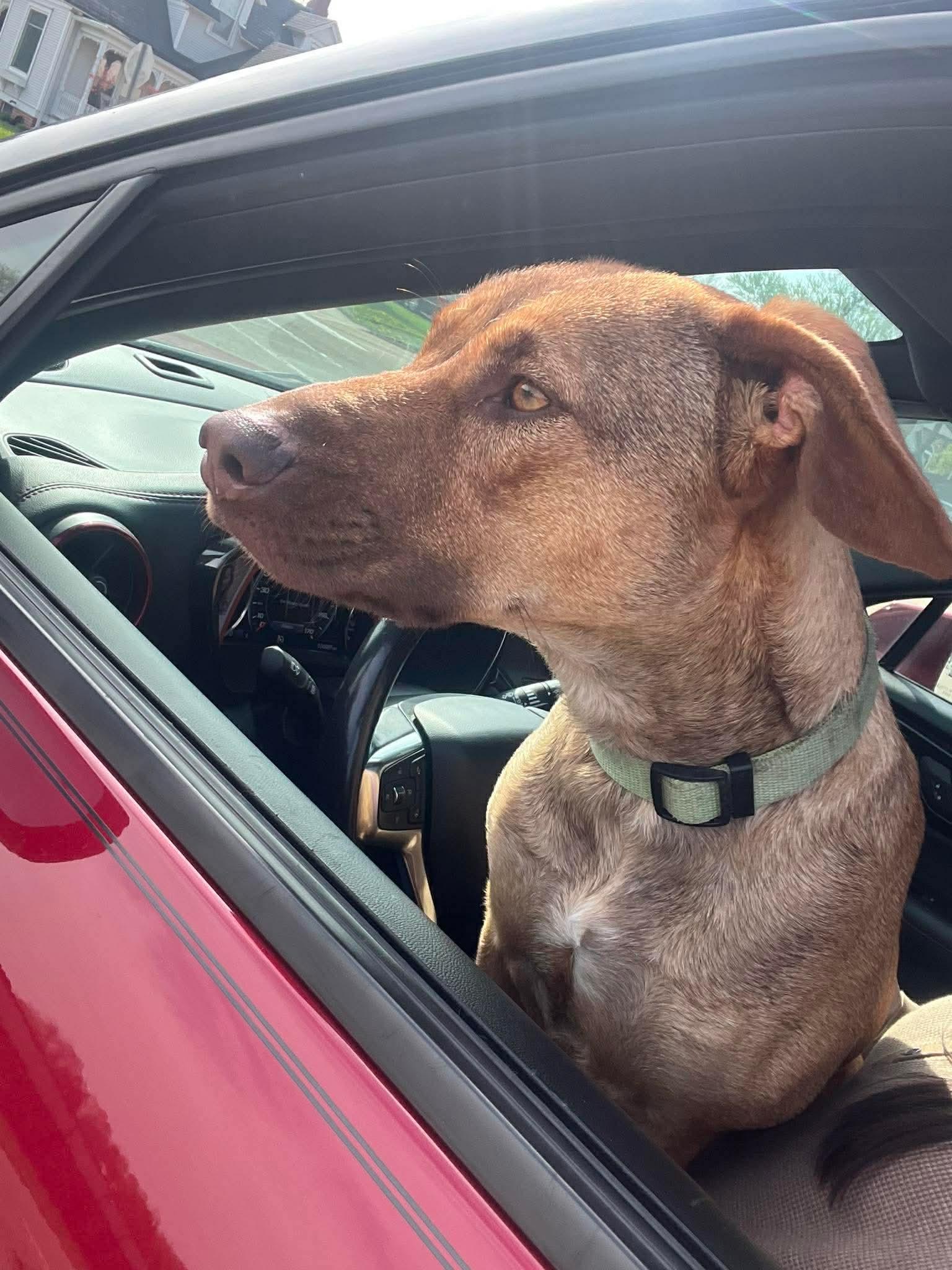 Enlarge Penny, a ADOPTABLE mixed breed in Byron, IL image 2/4