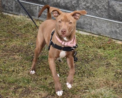 Frannie, Adoptable, Young Female Pit Bull Terrier & Mixed Breed.