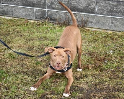 Enlarge Frannie, a Adoptable mixed breed in West Seneca, NY image 2/3