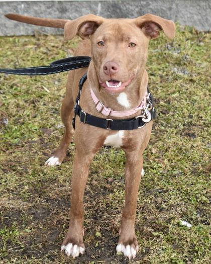 Enlarge Frannie, a Adoptable mixed breed in West Seneca, NY image 3/3