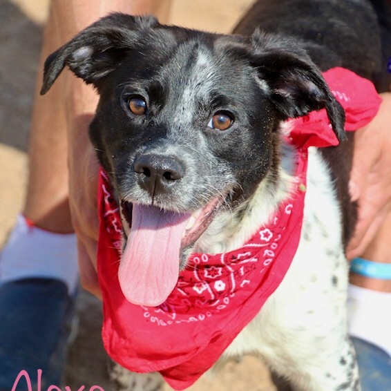 Alexa, Adoptable, Adult Female Labrador Retriever.
