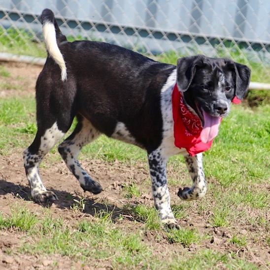 Alexa, a Adoptable Labrador Retriever in Manchester, CT image 4/4