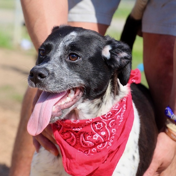 Alexa, a Adoptable Labrador Retriever in Manchester, CT image 3/4