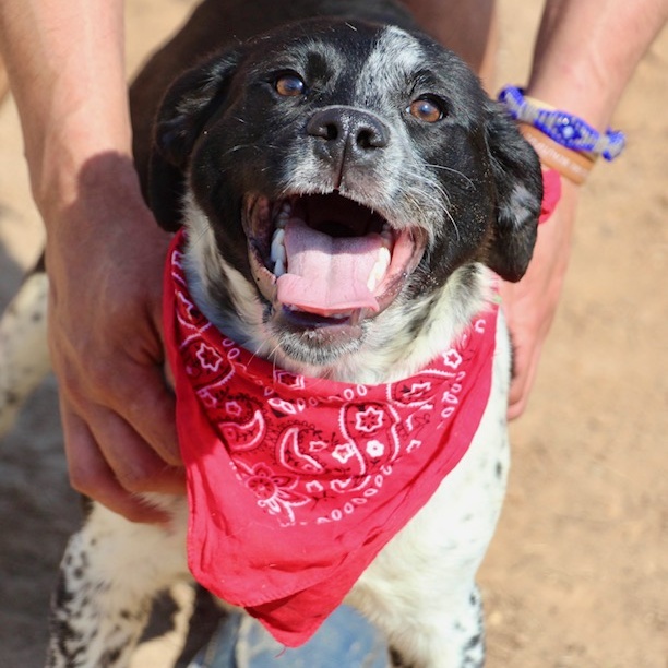 Alexa, a Adoptable Labrador Retriever in Manchester, CT image 2/4