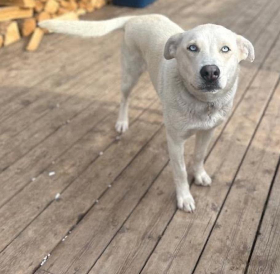 Winter, ADOPTABLE, Young Female Husky.