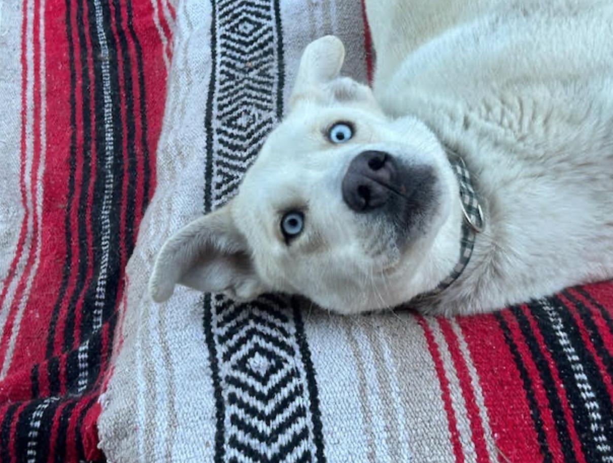 Winter, a ADOPTABLE mixed breed in Calgary, AB image 6/6