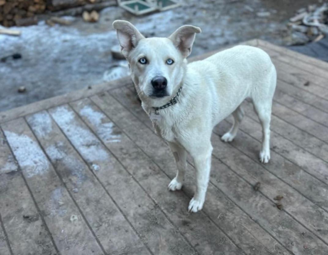 Winter, a ADOPTABLE mixed breed in Calgary, AB image 5/6