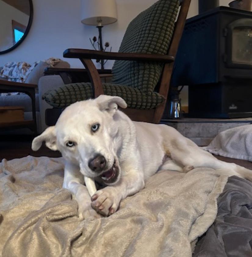 Winter, a ADOPTABLE mixed breed in Calgary, AB image 2/6