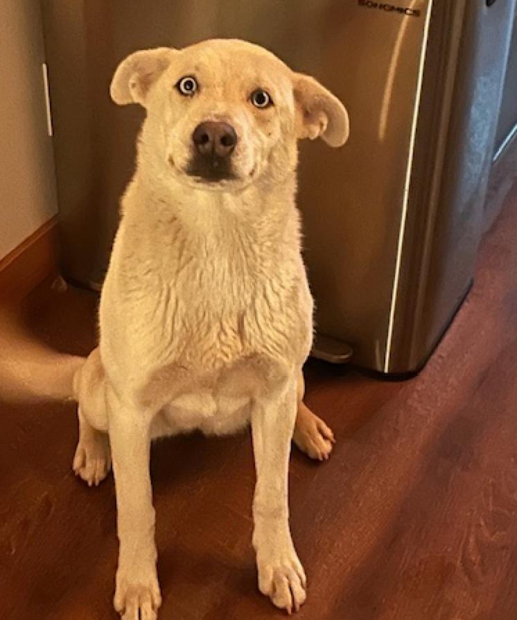 Winter, a ADOPTABLE mixed breed in Calgary, AB image 4/6