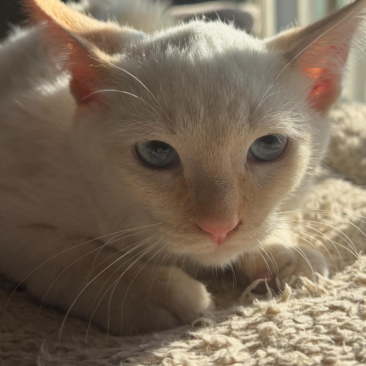 Enlarge Mr Krabs (from SpongeBob), a ADOPTABLE Domestic Short Hair in Shelby Township, MI image 1/1