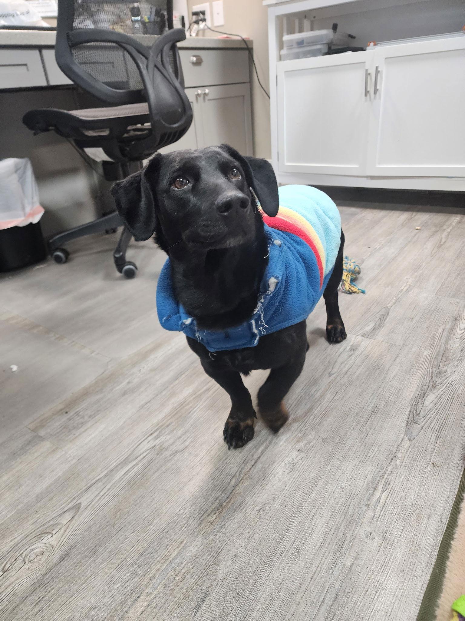 Thor, Adoptable, Adult Male Mixed Breed.