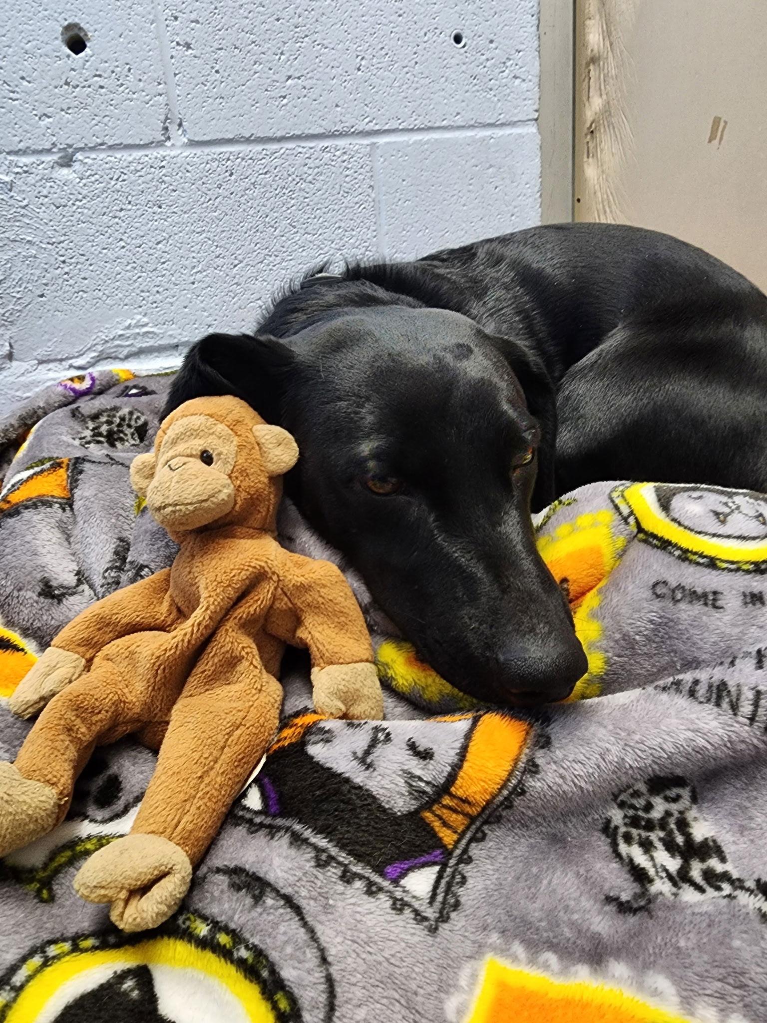 Enlarge Thor, a Adoptable Mixed Breed in Emmett, ID image 2/2