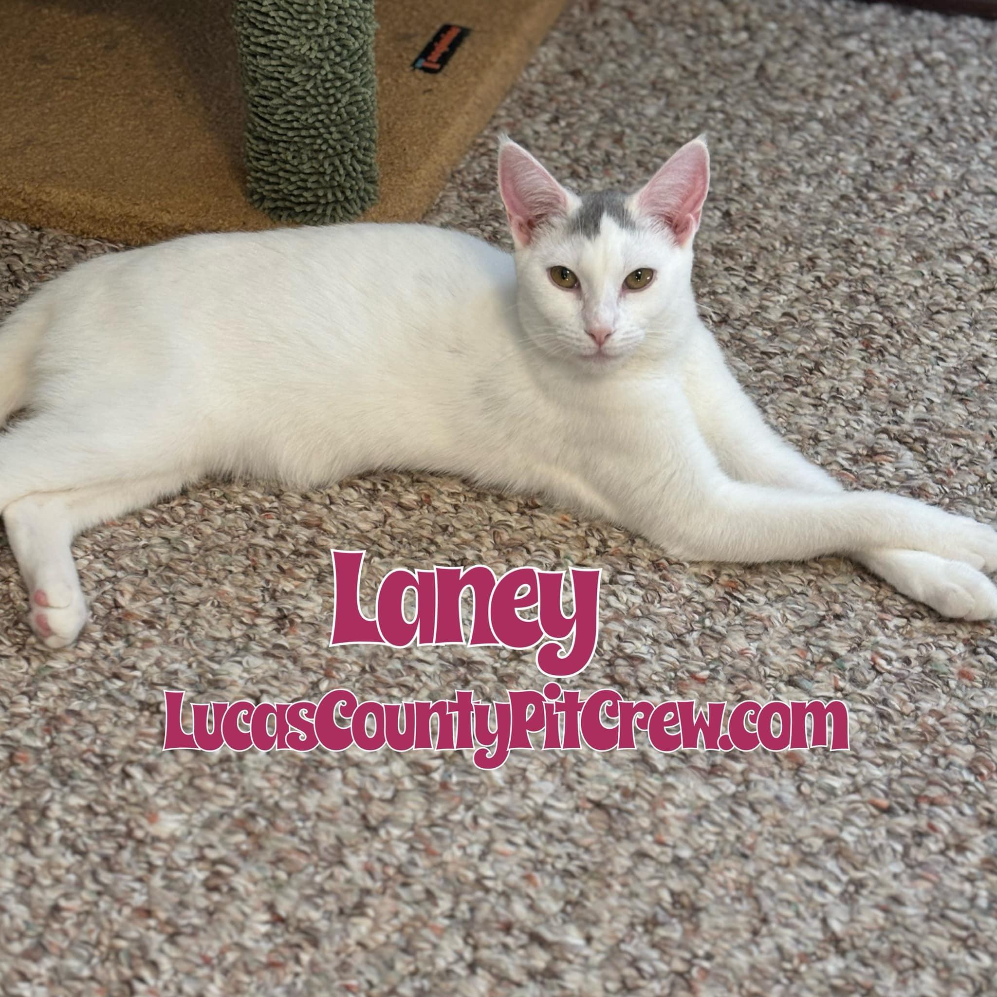 Enlarge Laney, a Adoptable mixed breed in Toledo, OH image 1/1