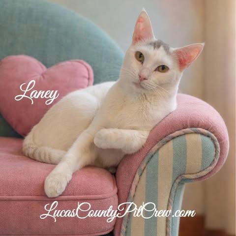 Laney, Adoptable, Young Female American Shorthair & Domestic Short Hair.