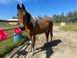 Hokus, Adopted, Senior Male Warmblood.
