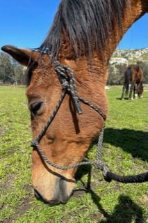 Enlarge Hokus, a Adopted Warmblood in Sylmar, CA image 2/5