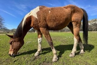 Enlarge Hokus, a Adopted Warmblood in Sylmar, CA image 3/5