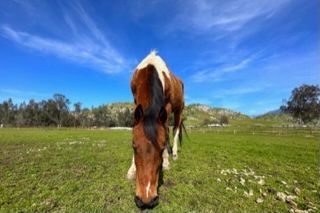 Enlarge Hokus, a Adopted Warmblood in Sylmar, CA image 4/5