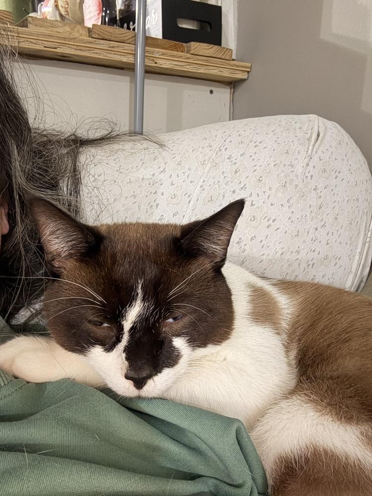 Cowboy, Adoptable, Adult Male Snowshoe.