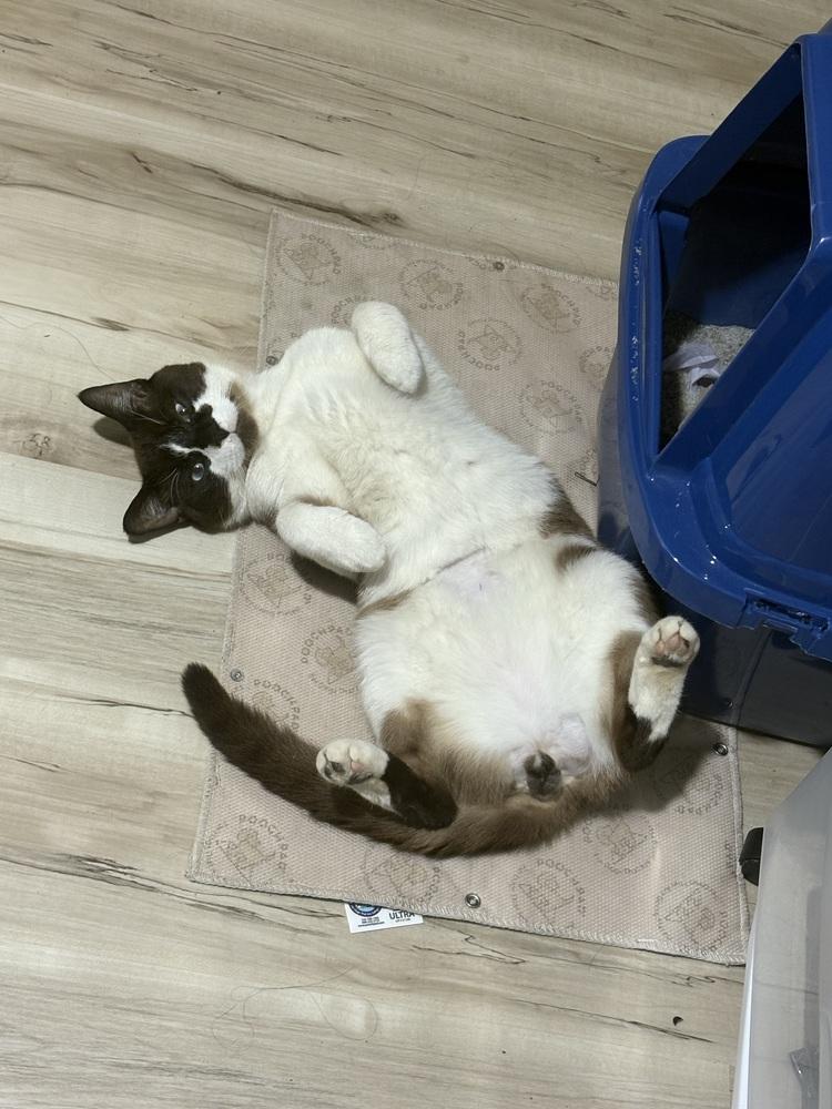 Enlarge Cowboy, a Adoptable mixed breed in Lincoln Park, MI image 2/3