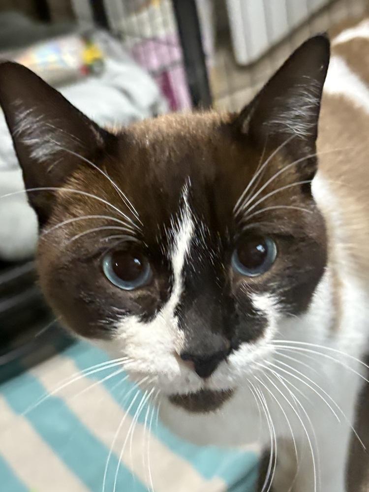 Enlarge Cowboy, a Adoptable mixed breed in Lincoln Park, MI image 3/3