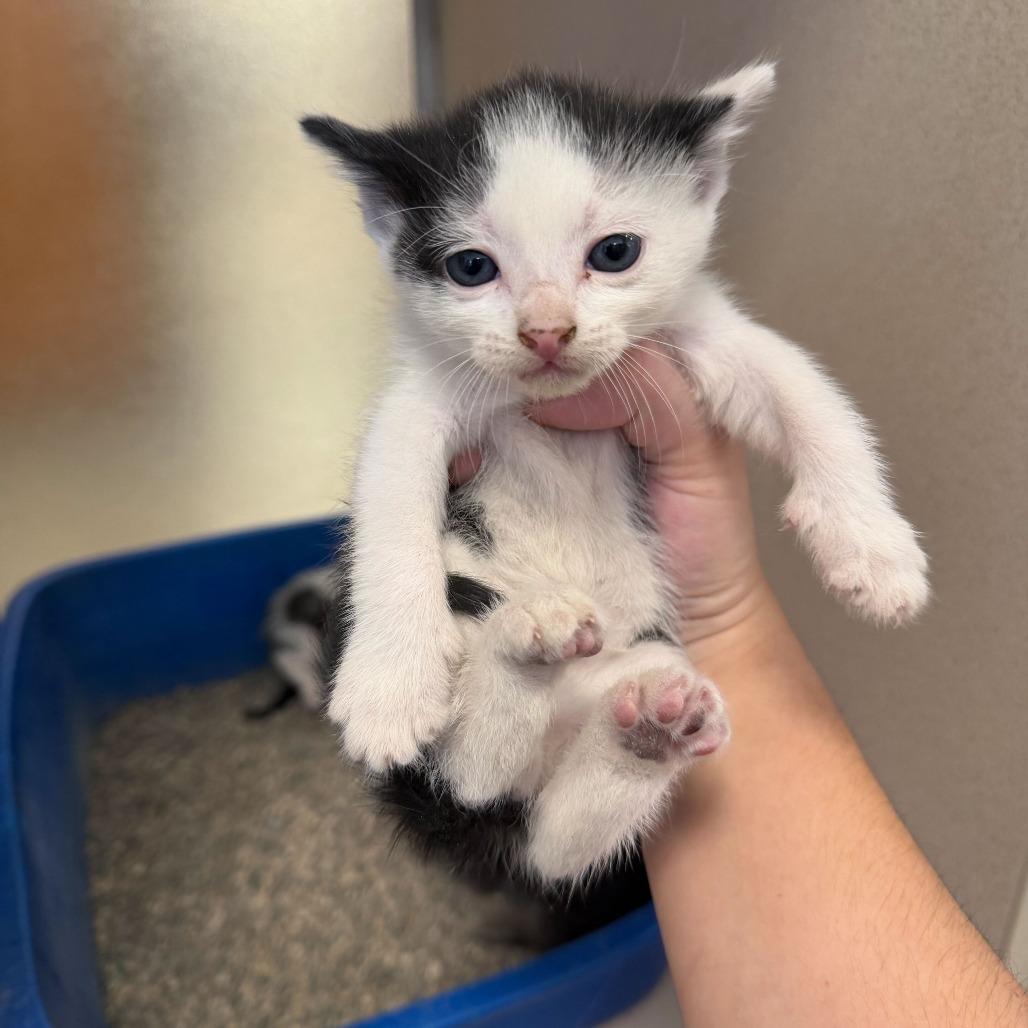 George (26-2F-3), Adoptable, Kitten Male Domestic Short Hair.