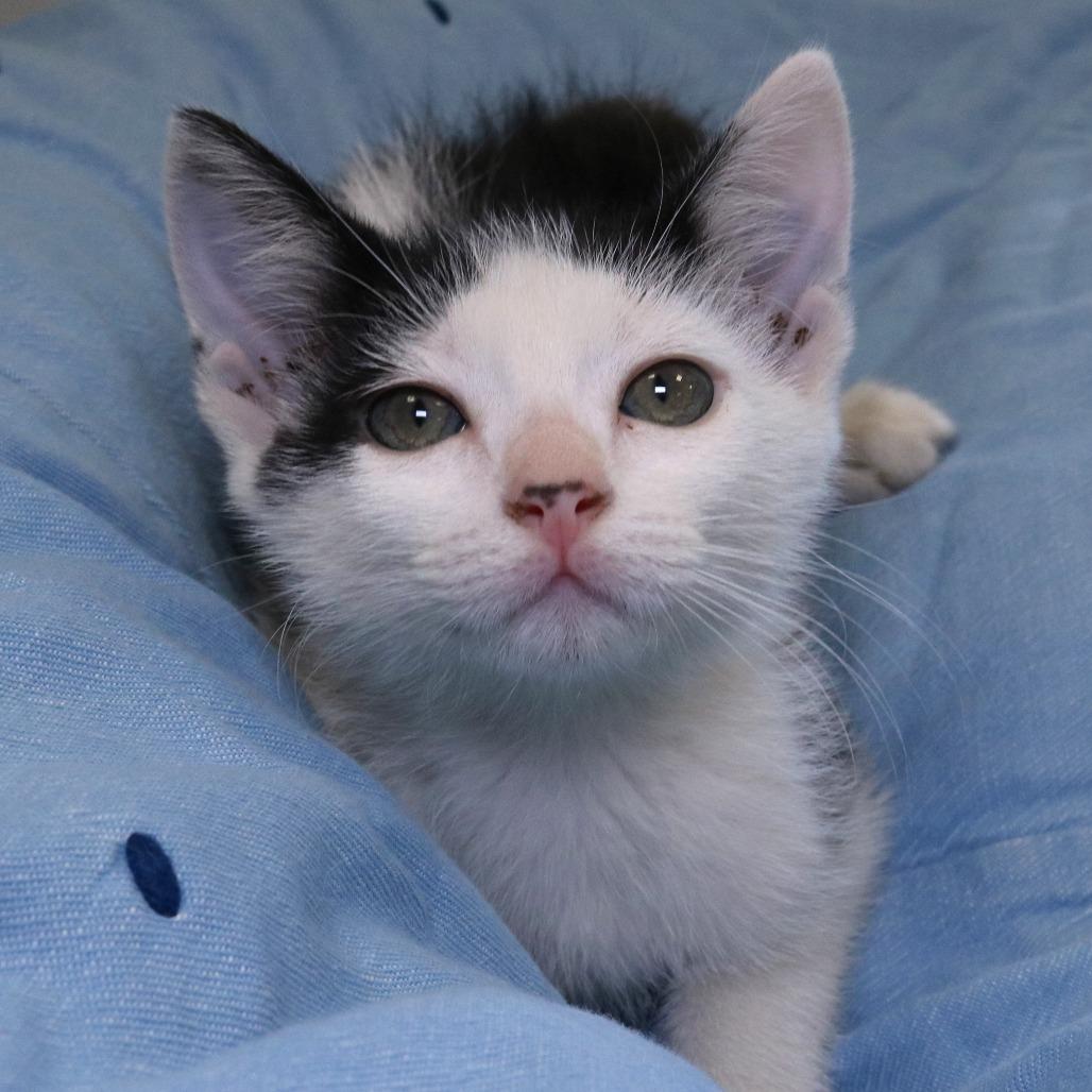 George (26-2F-3), a Adoptable Domestic Short Hair in Rifle, CO image 2/6