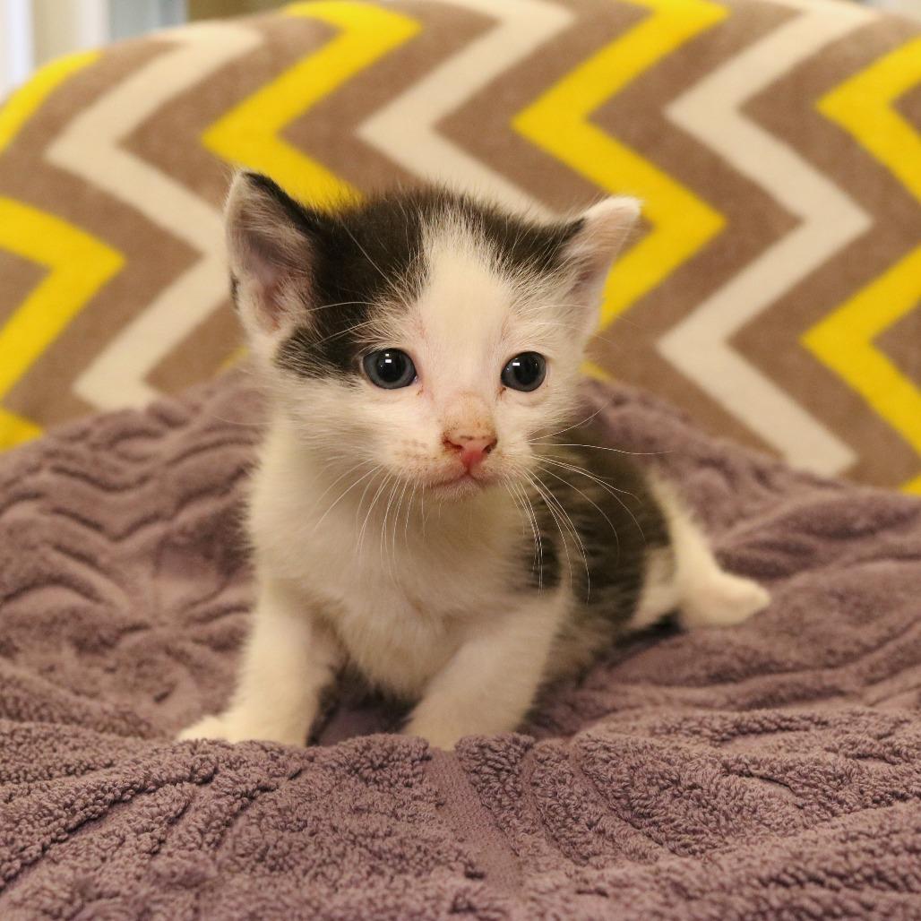 George (26-2F-3), a Adoptable Domestic Short Hair in Rifle, CO image 3/6