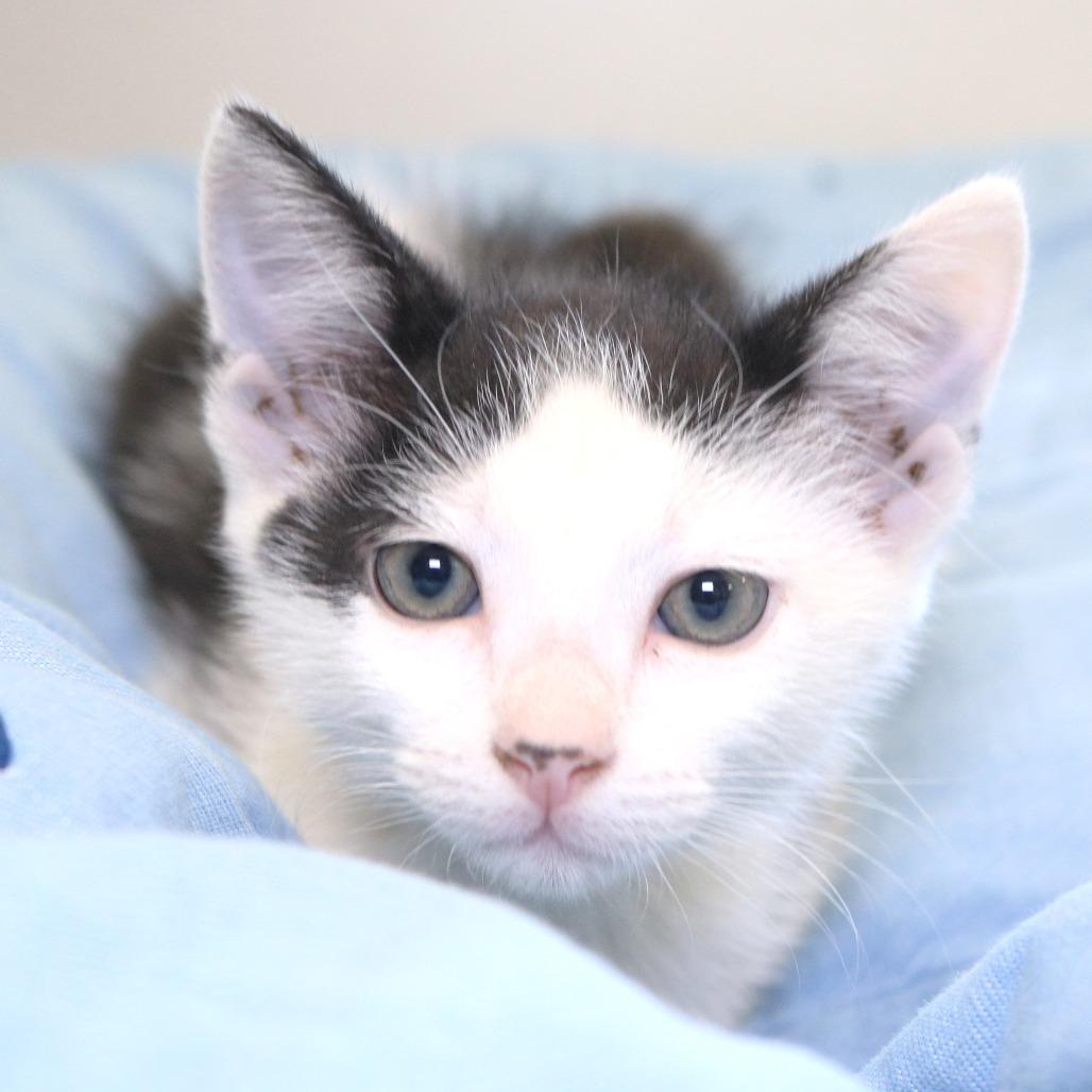 George (26-2F-3), a Adoptable Domestic Short Hair in Rifle, CO image 4/6