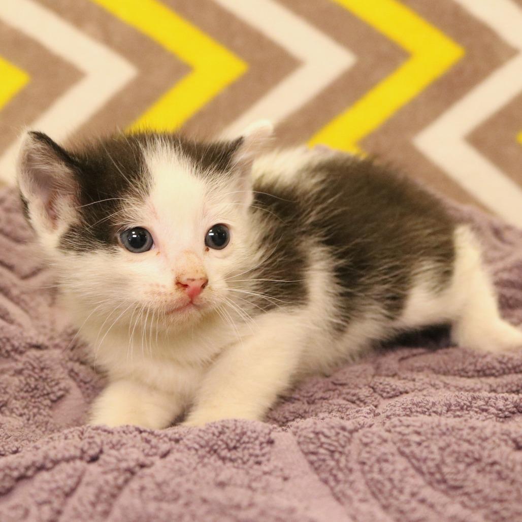 George (26-2F-3), a Adoptable Domestic Short Hair in Rifle, CO image 5/6