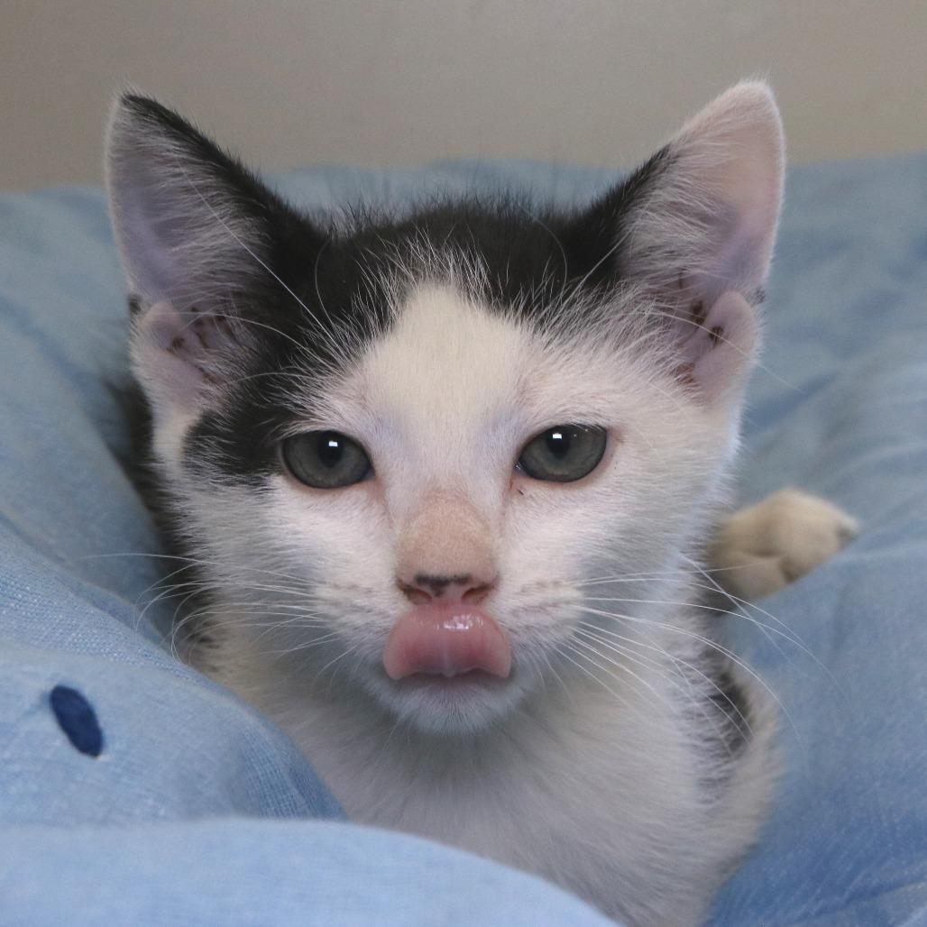 George (26-2F-3), a Adoptable Domestic Short Hair in Rifle, CO image 6/6